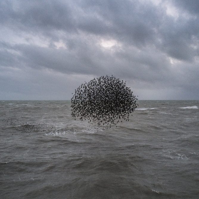 Murmuration Cloud